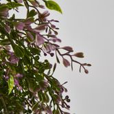 Boxwood Hanging Vine x 5 with Purple Berries