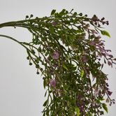 Boxwood Hanging Vine x 5 with Purple Berries