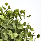 Green Eucalyptus Hanging Bush x 6