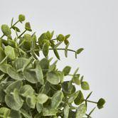 Green Eucalyptus Hanging Bush x 6