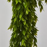 Hanging Ruscus Plant 56cm