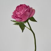 Raspberry Peony Short Stem