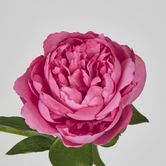 Raspberry Peony Short Stem