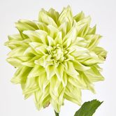 Green Dahlia