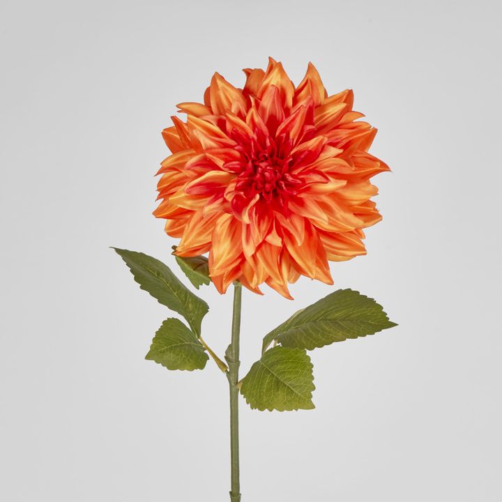 Orange Dahlia