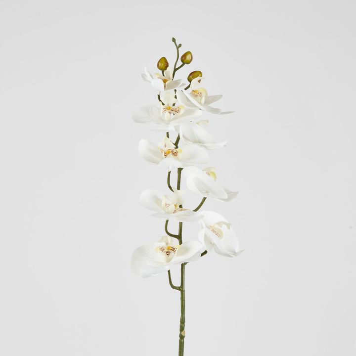 Phalenopsis Orchid