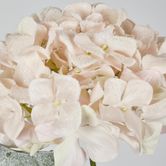 Snow Covered Pink Christmas Hydrangea with 2 Leaves