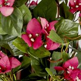 61cm Climbing Pink Bougainvillea in Pot