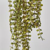 56cm Button Fern Vine x 8 Pellaea rotundifolia