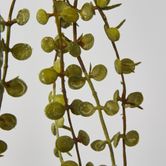 56cm Button Fern Vine x 8 Pellaea rotundifolia