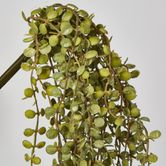 56cm Button Fern Vine x 8 Pellaea rotundifolia