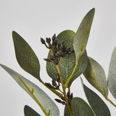 Gum bush with navy berry seeds