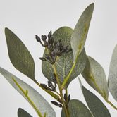 Gum bush with navy berry seeds