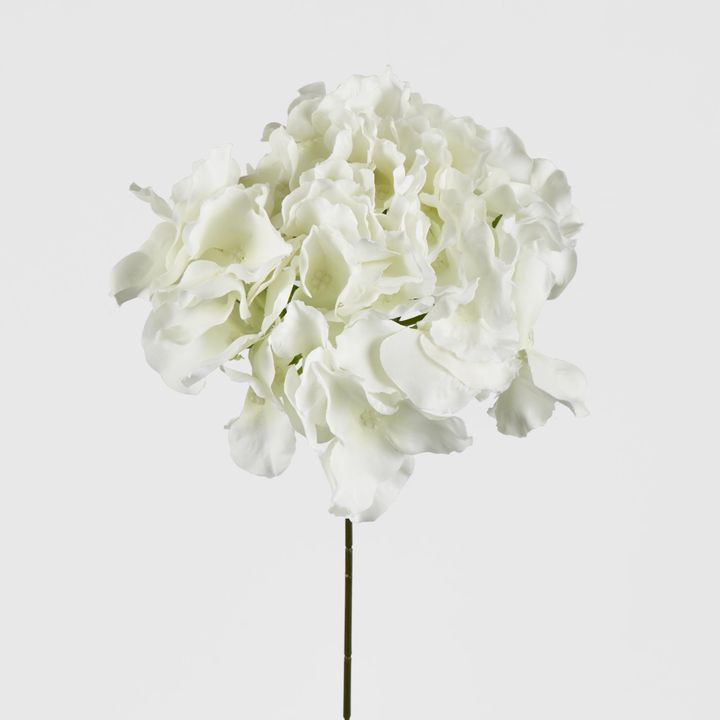 White Hydrangea