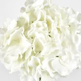 White Hydrangea