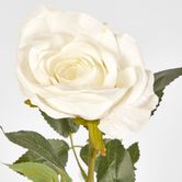 White Open Rose Stem 68cm