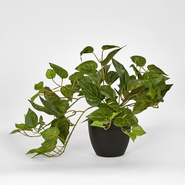 Green Pothos in Pot