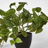 Green Pothos in Pot