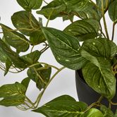 Green Pothos in Pot