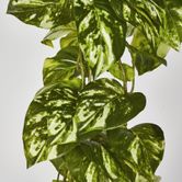 Real Touch Pothos hanging Bush x 12