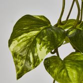 Real Touch Pothos hanging Bush x 12