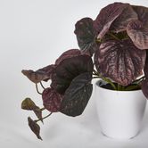 28cm Burgundy Real Touch Hanging Peperomia Leaf Bush in White Pot