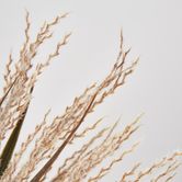 Light Brown Grass Bush