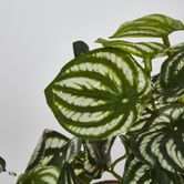 Real Touch Hanging Watermelon Peperomia in Black Pot