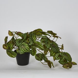 Real Touch Hanging Watermelon Peperomia in Black Pot