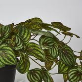 Real Touch Hanging Watermelon Peperomia in Black Pot