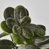 Hanging Green Jade Plant