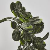 Hanging Green Jade Plant