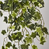 Green Ivy Spray with 140 Verigated Leaves