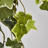 Green Ivy Spray with 140 Verigated Leaves