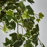 Verigated Sage Ivy Hanging Bush x 10