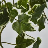 Verigated Sage Ivy Hanging Bush x 10