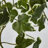 Verigated Sage Ivy Hanging Bush x 10