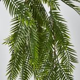 Hanging Pitch Pine Bush