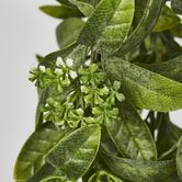 Osmanthus Hanging Bush With White flower