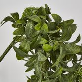 Osmanthus Hanging Bush With White flower