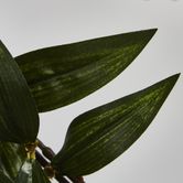 Japanese Bamboo Green Hanging Bush x 12 with 262 leaves