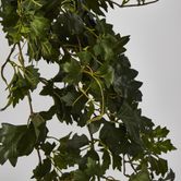 Hanging Green Grape Ivy x12 699 leaves