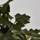 Hanging Green Grape Ivy x12 699 leaves