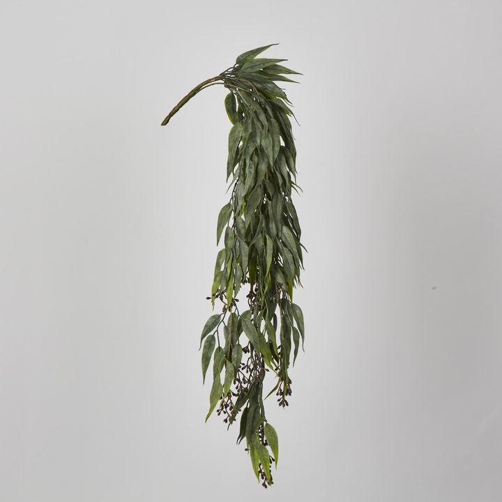 Hanging Eucalyptus Bush with seeds