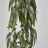 Hanging Eucalyptus Bush with seeds