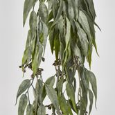 Hanging Eucalyptus Bush with seeds