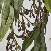 Hanging Eucalyptus Bush with seeds