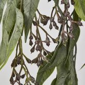 Hanging Eucalyptus Bush with seeds