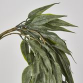 Hanging Eucalyptus Bush with seeds