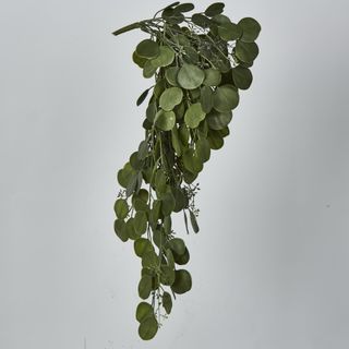 Hanging Green  Eucalyptus Leaf Bush